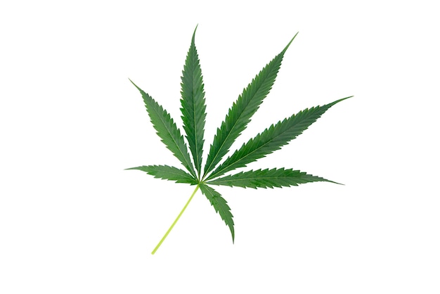 녹색 대마초 잎, 마리화나 흰색 배경에 고립. 성장하는 의료 및 허브 마리화나.