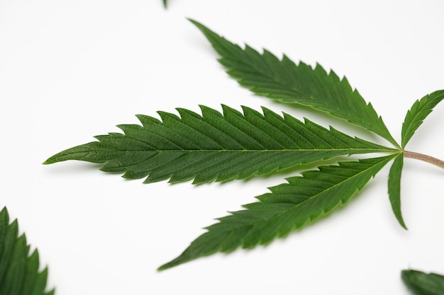 Green cannabis leaves white background