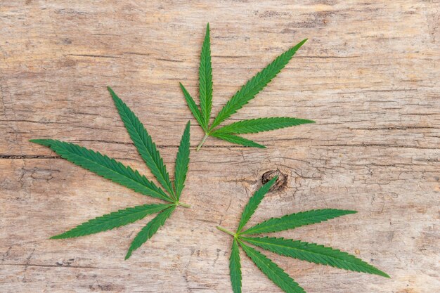 Green cannabis leaves on wooden background. Top view