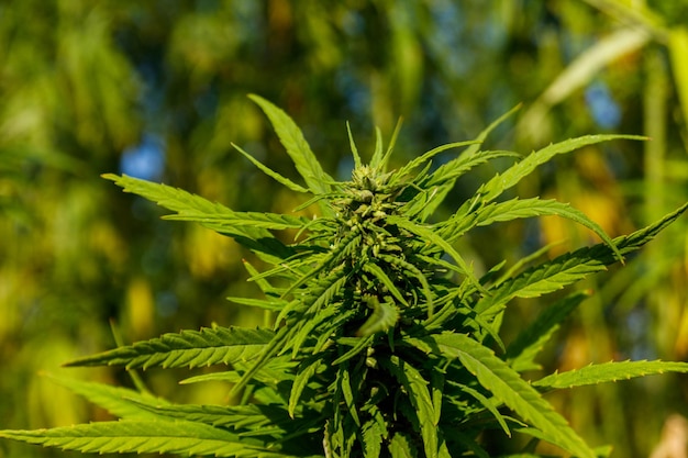 Green cannabis marijuana plant in a field