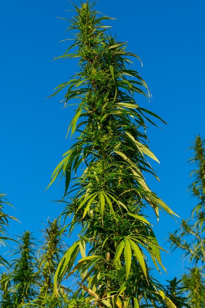 Green cannabis marijuana plant in a field