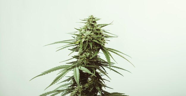 Green cannabis medicinal leaves