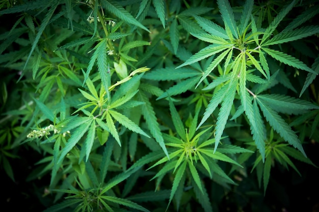 Green cannabis plants growing in the field