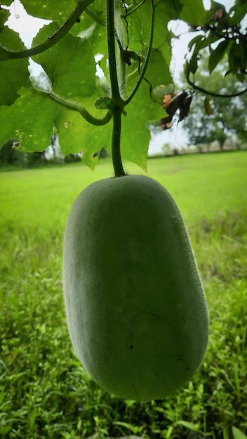 Foto melone cantaloupe verde che cresce sull'albero