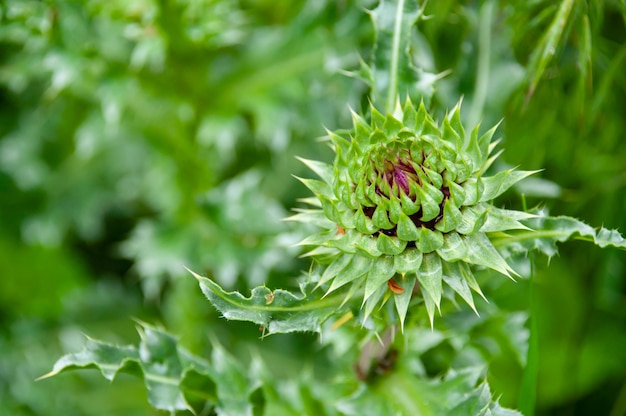 春のHQ写真の緑のcarduus acanthoides