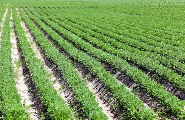 Green carrot field Agricultural field on which grow green young carrots, agriculture, farming