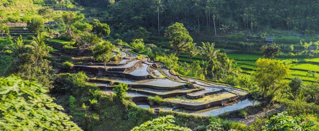 写真 インドネシア バリ島の緑のカスケード ライス フィールド プランテーション