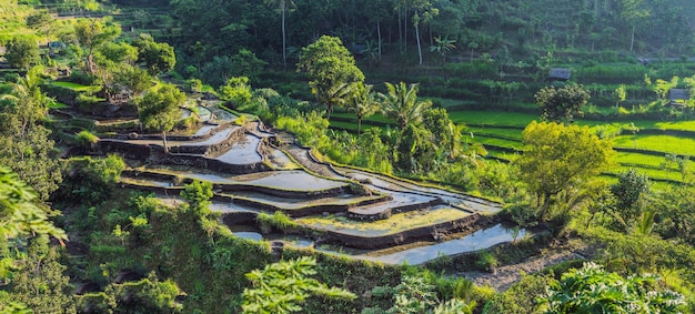 写真 インドネシア バリ島の緑のカスケード ライス フィールド プランテーション