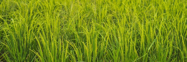 Green cascade rice field plantation Bali Indonesia BANNER, long format