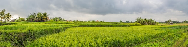 Green cascade rice field plantation Bali Indonesia