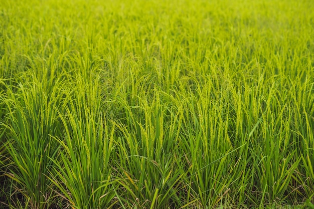 Green cascade rice field plantation Bali Indonesia