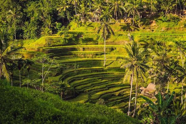 Плантация зеленого каскадного рисового поля на террасе Тегалаланг. Бали, Индонезия.