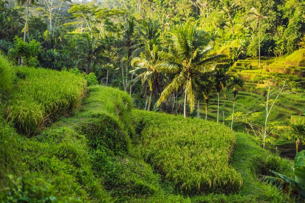 Green cascade rice field plantation at Tegalalang terrace. Bali, Indonesia.