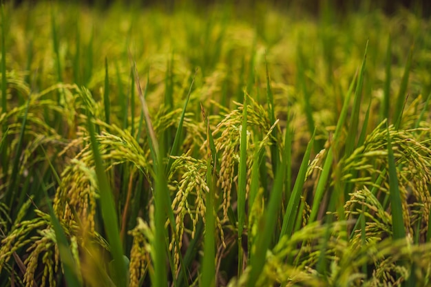 Green cascade rice field plantation at Tegalalang terrace. Bali, Indonesia.