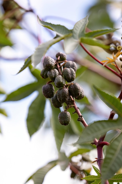 ヒマの種 Ricinus Communis の緑のトウゴマ植物