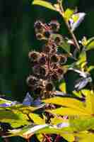 Photo green castor bean plant