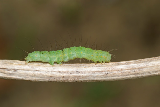 Green caterpillar on a branch