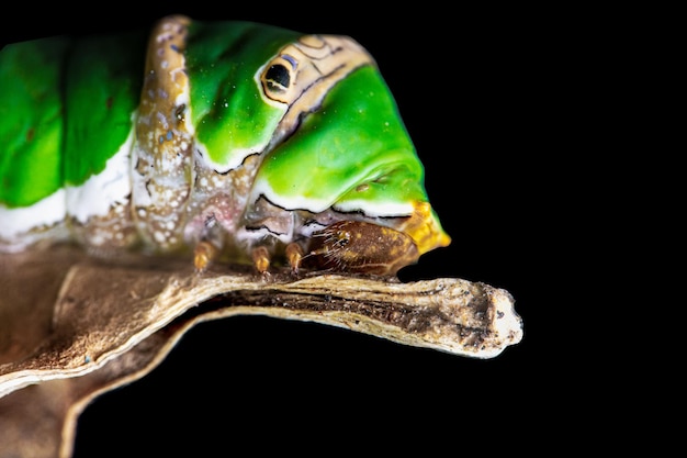 写真 黒い背景に古い葉を持つ青虫蝶