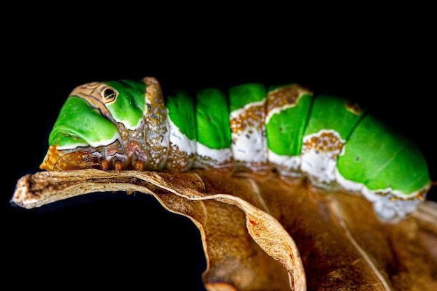 写真 黒い背景に古い葉を持つ青虫蝶