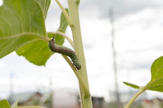 A green caterpillar crawls over a plant