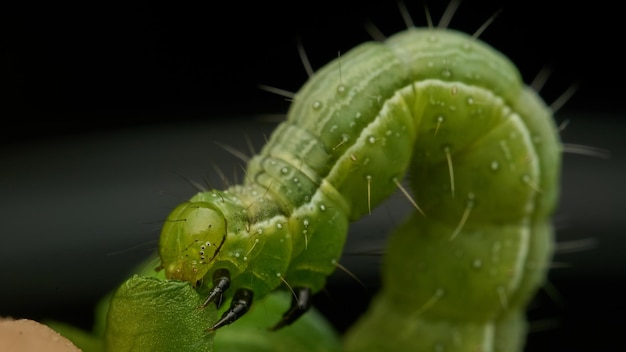 Green caterpillar eating green leaves