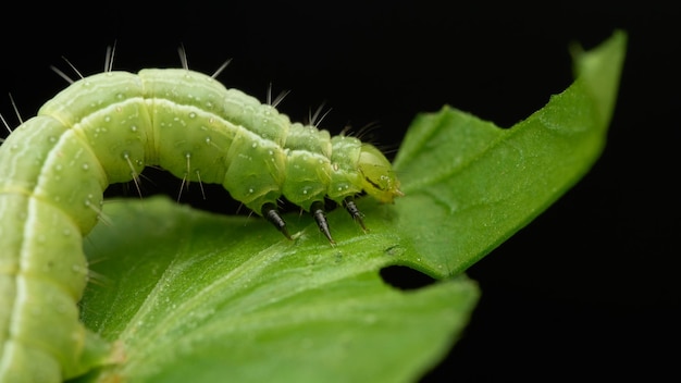 Green caterpillar eating green leaves