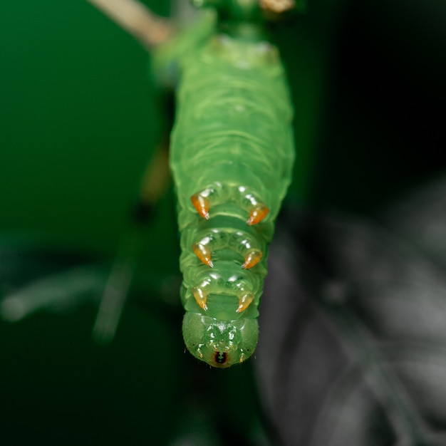 Фото Зеленая гусеница ест лист в саду