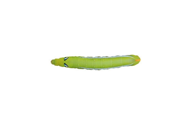 白い背景に分離された緑の毛虫。バタフライワームのクローズアップ-上面図