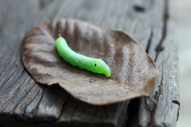 green caterpillar on leaf