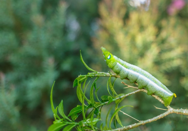 Зеленая гусеница на листе