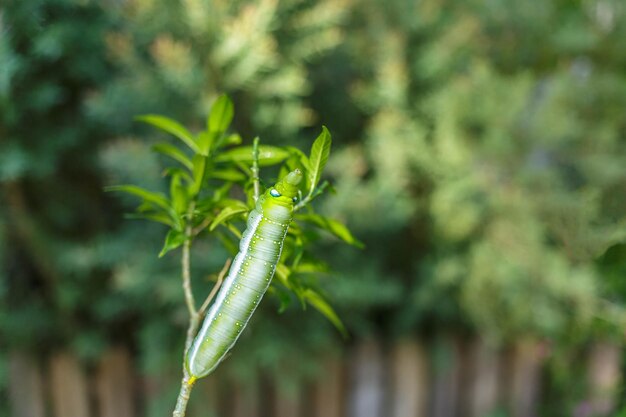 Green caterpillar on leaf