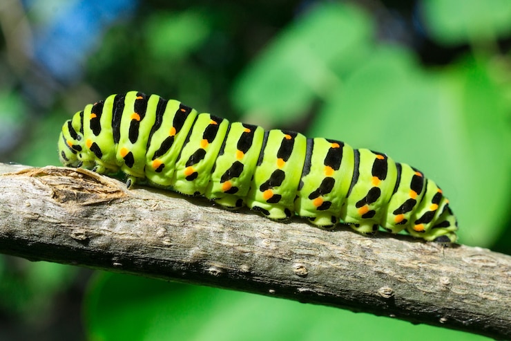 Photo green caterpillar on lilac leaf