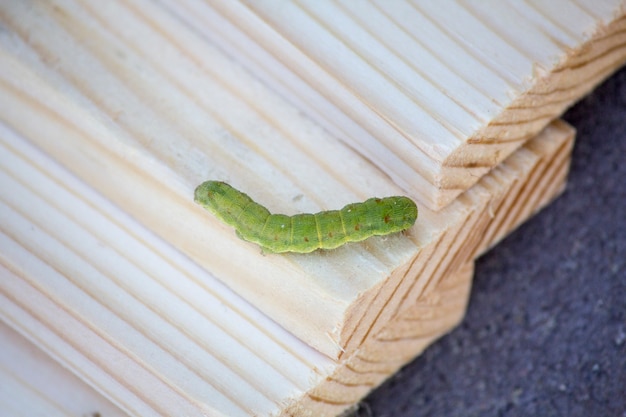 green caterpillar on wooden slats