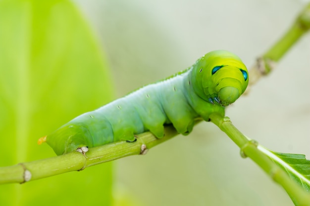 Зеленый Caterpillar