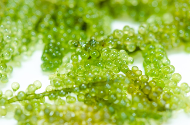 Green caviar