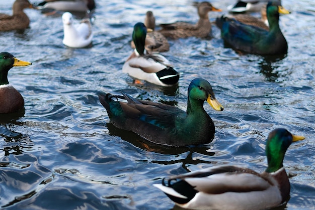 A green cayuga duck swims among other ducks on a blue lake closeup Bird feeding in the park concept