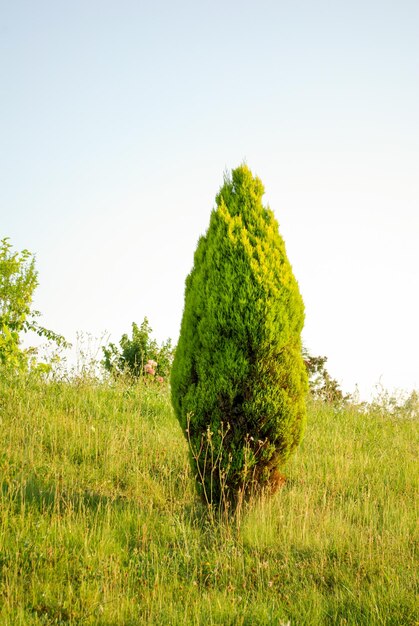 Green cedar tree