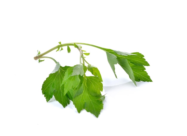 Green celery on white background