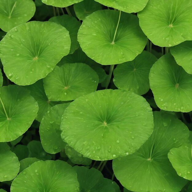 Photo green centella asiatica background