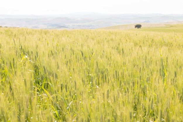 Green cereal crop field Wheat plant moving in the wind