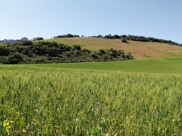 Campo di colture di cereali verdi pianta di grano che si muove nel vento