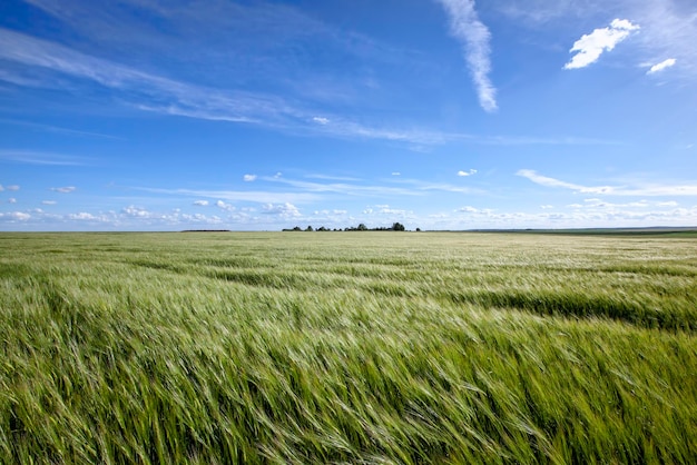 Green cereal field with wheat in summer