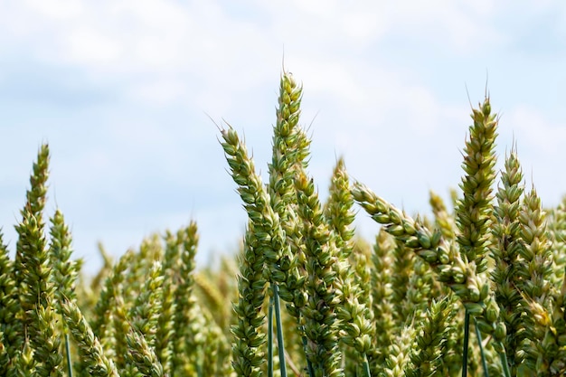 Зеленое зерновое поле с пшеницей летом