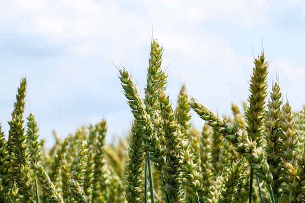 Green cereal field with wheat in summer