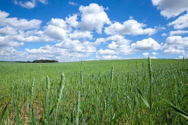 Green cereal field with wheat in summer