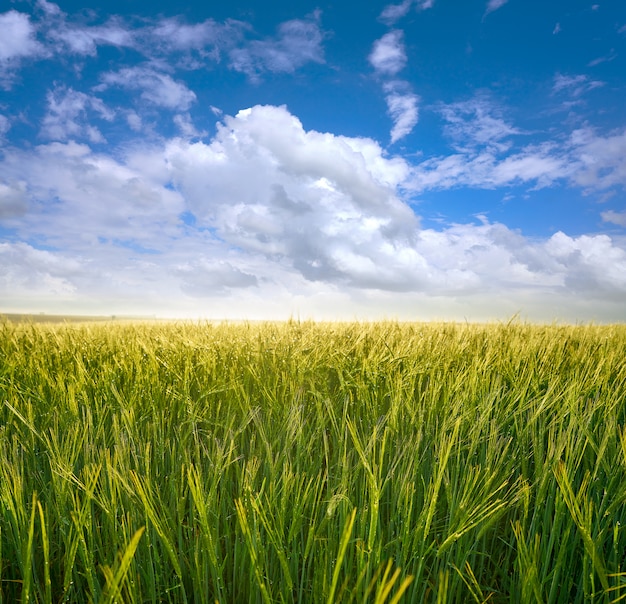 Green cereal fields under blue sky