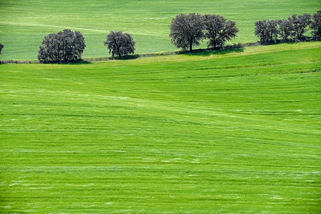 Verdi campi di cereali in un paesaggio leggermente ondulato