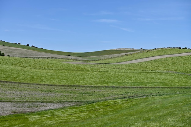 Green cereal fields in a slightly undulating landscape