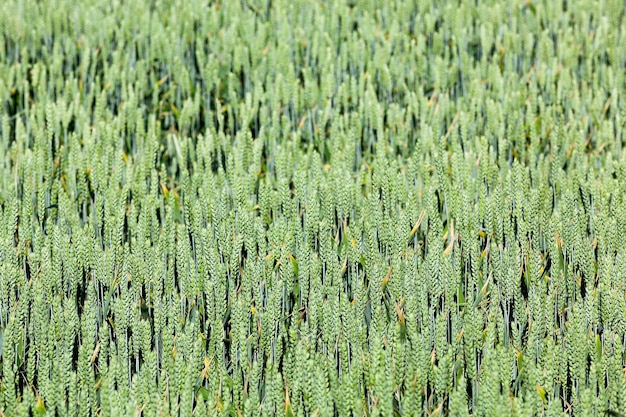 Green cereals closeup