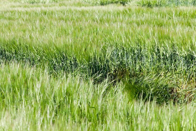 Green cereals closeup